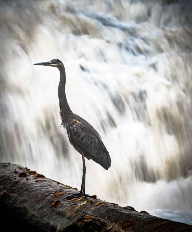 Bird standing on a log with a waterfall behind