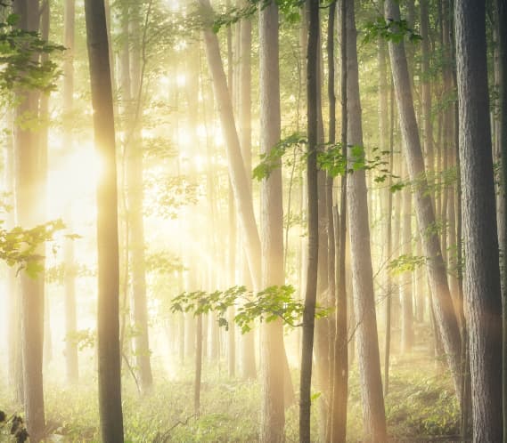 Sunshine light filtered through a forest