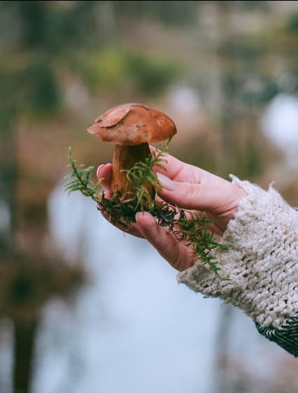 A hand holding a mushroom