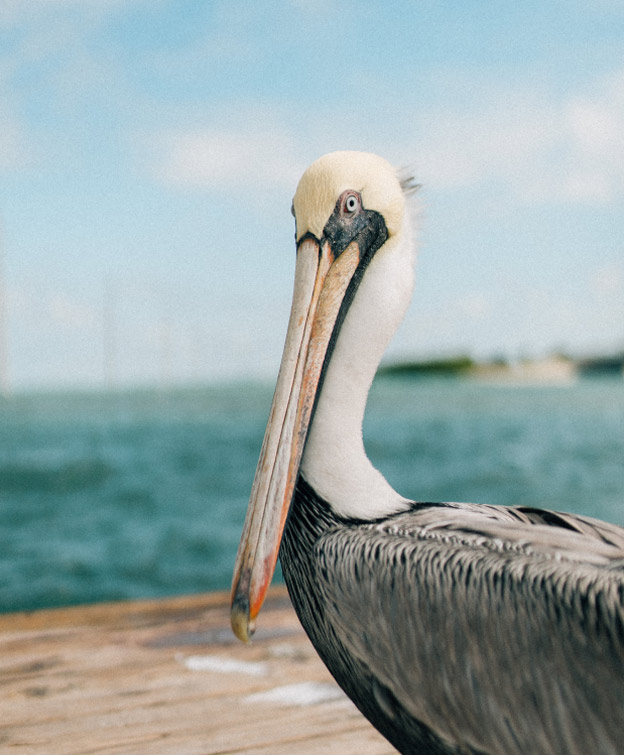 Closeup of a pelican